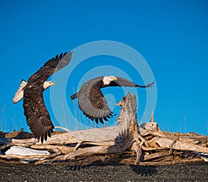 Bald eagles flying, Kenai Peninsula, Alaska photo