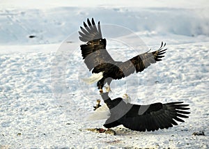Two Bald Eagles (Haliaeetus leucocephalus washingtoniensis ) fight for prey.