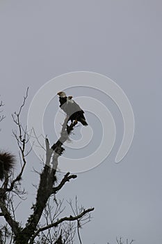 Two bald eagles on an old cypress tree