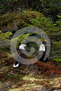 Two Bald Eagles Perched in Foliage Near Seward Alaska