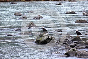 TWO BALD EAGLES ON ROCKS IN RIVER