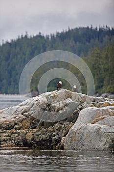 Two bald eagles on the rocky shore