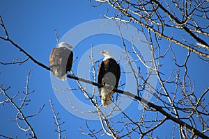 Two bald eagles sitting on a tree branch