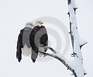 Two bald eagles sitting on a tree branch. USA. Alaska. Chilkat River.