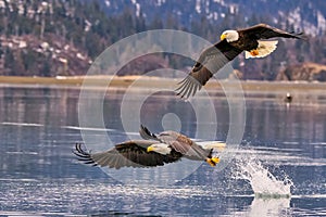 two bald eagles catching fish in front of the ocean, flying