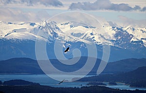 Two bald eagles soaring over trees with snow capped mountains in Alaska