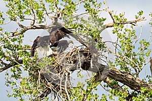 Two Bald Eagles Tending Nest