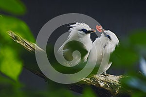 Two Bali mynah small birds, with a red heart in the beak
