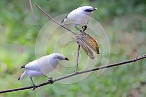 Two Bali starlings are eating bananas.