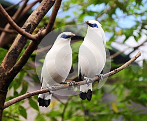 Two bali starlings Leucopsar rothschildi or jalak bali on a branch.