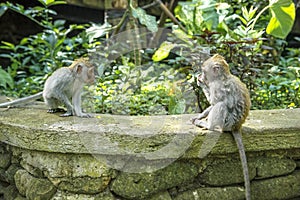 Two Balinese long-tailed monkey kids Macaca Fascicularis on Monkey Forest, Ubud