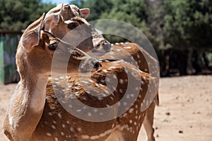 Two Bambi facing the same direction at the zoo