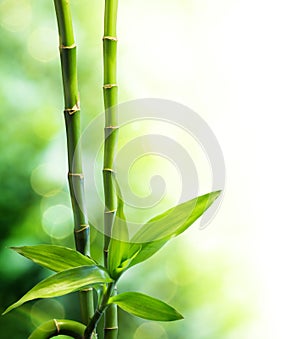 Two bamboo stalks and light beam