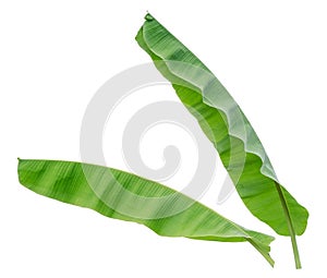 Two banana leaf isolated on white background,