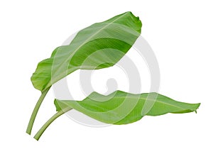 Two banana leaf isolated on white background