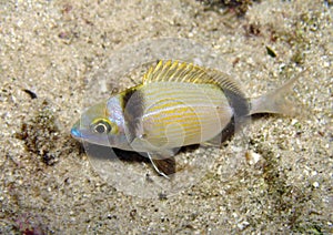 Two-banded bream