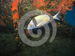 A Two Banded Bream cruises lazily around a wreck