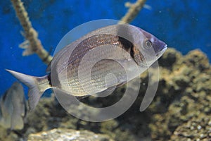 Two-banded bream