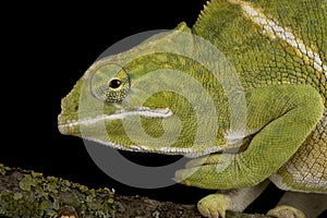 The Two-banded chameleon Furcifer balteatus