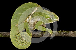 The Two-banded chameleon Furcifer balteatus