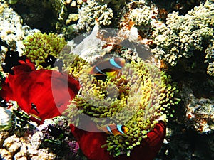 Two-banded clownfishes and sea anemones