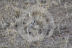 Two-banded Courser that stand among dry grass in the evening savannah