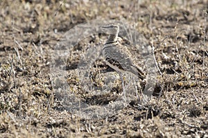 Two-banded Courser that stand among dry grass in savannah