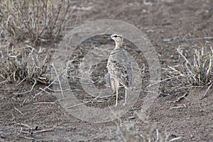 Two-banded Courser that stands among dry grass in the savanna in