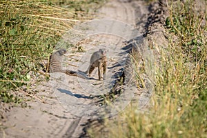 Two Banded mongoose on the road.