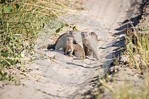 Two Banded mongoose on the road.