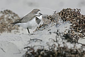 Two-banded plover, Charadrius falklandicus