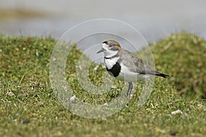 Two-banded plover, Charadrius falklandicus