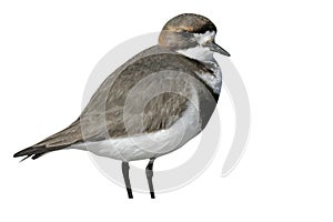 Two-banded plover, Charadrius falklandicus