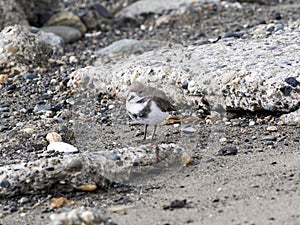 Two-banded Plover, Charadrius falklandicus, Punta Arenas, Patagonia, Chile