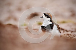 Two-banded Plover, Charadrius falklandicus, in the sand beach. Sea bird hidden in the sand beach. Plover in nature habitat. Little