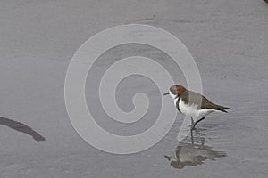 Two-banded Plover in the Falkland Islands