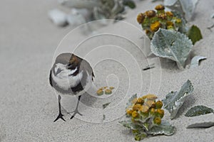 Two-banded Plover on Sea Lion Island