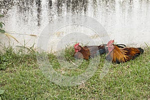 Two bantams, colorful chickens