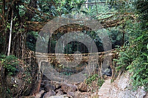 Two banyan fig tree bridge in India