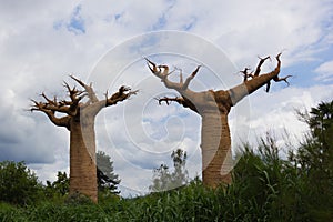 Two baobabs