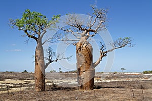 Two Baobabs