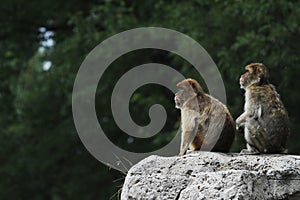 Two Barbary Macaques