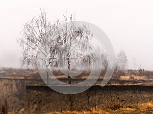 Two bare birch trees on a weathered gorge rim with yellow grass, a bird on a branch, misty late autumn morning