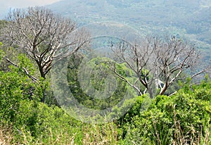 two bare trees on the edge of a valley