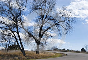 Two Bare Trees by an Empty Road