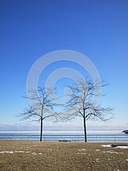 Two bare trees in front of clear blue sky.