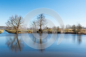 Two bare trees reflected