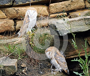 Two barn owl fledglings sitting on rocky ledges