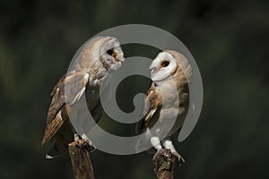 Two barn owls on a branch