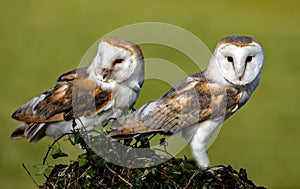 Two barn owls perched on an old tree stump against a green background